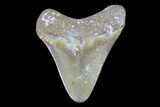 Bone Valley Megalodon Tooth - Florida #99874-1